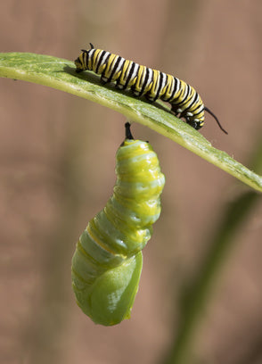 Monarch Butterfly Caterpillar with Chrysalis