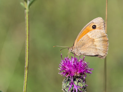 Moth on Pink Thistle Flower