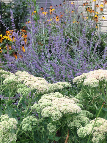 Russian Sage, Black Eyed Susans, and Sedums