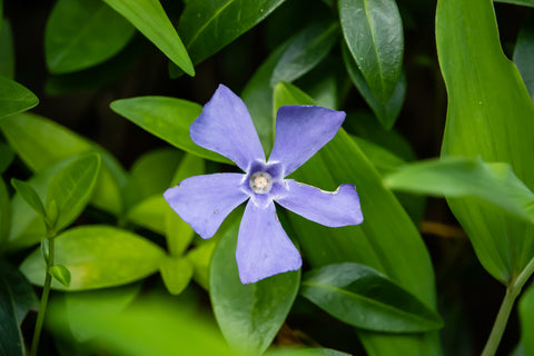 Vinca ( Periwinkle )