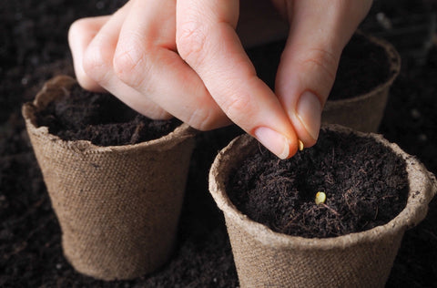 Planting seeds at the correct depth