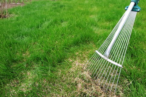 Raking brown patches on lawn