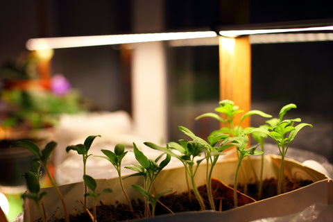 Seedlings with grow light
