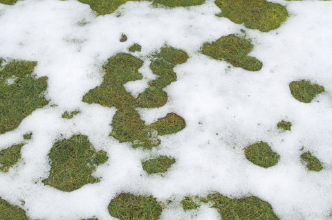 Snow melting on lawn