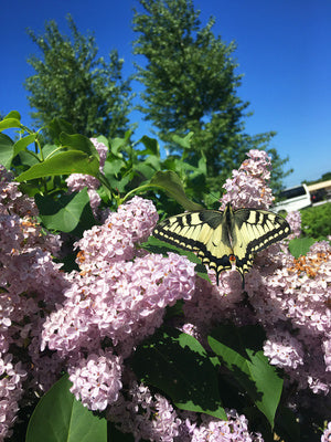 Tiger Swallowtail Butterfly on Lilac Bush