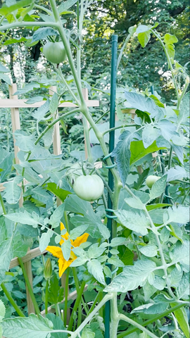 Tomato Stake