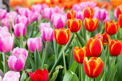 Mass of Spring Flowering Tulips