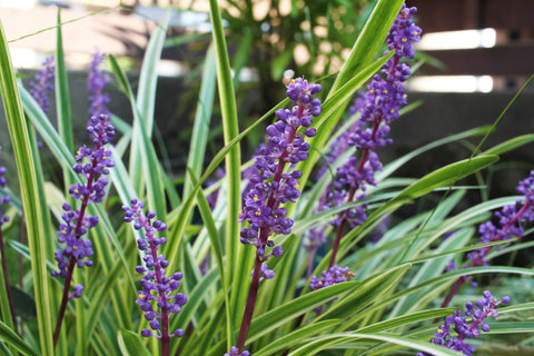 Variegated Liriope