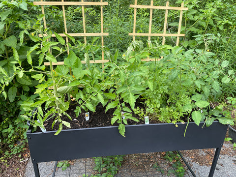 Raised bed vegetable garden with trellises