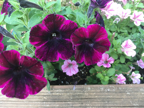 petunias