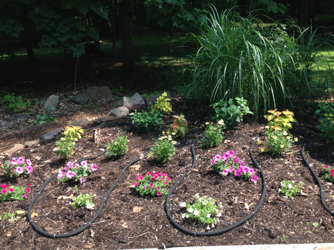 New plantings with soaker hose