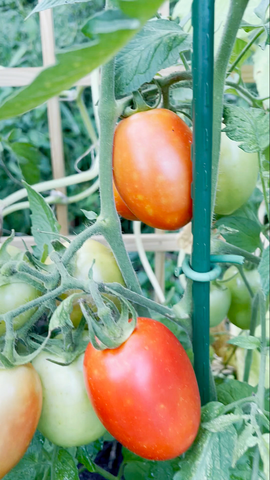 Tomatoes getting ripe