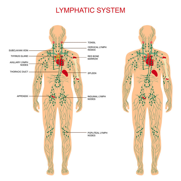 Lymphatic System Labeled