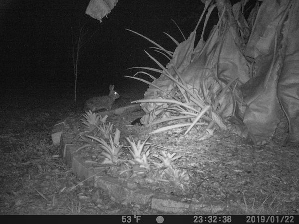 bobcat on trail cam north port florida catchastarfineart.com