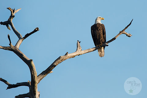 bald eagle image by catch a star fine art