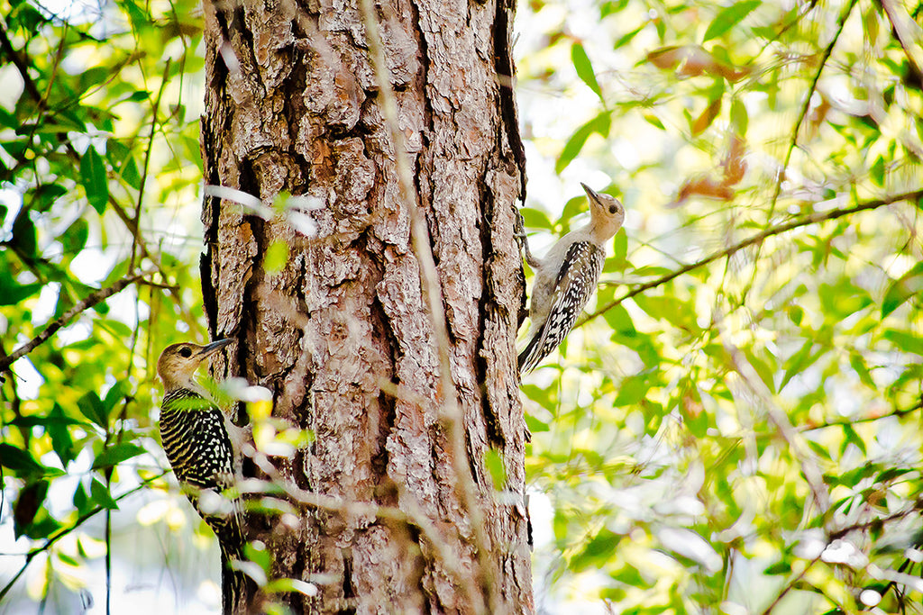 juvenile red bellied woodpecker by catch a star fine art