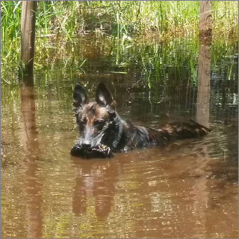 Dogs are awesome. But can they also help you be more productive? As a work at home entrepreneur, I believe the answer is YES! Learn how to stay active and enjoy stress relief with these tips - your pup will be happy too <3  Pssst this post also includes lots of pics of my incredible companion, retired police K9 Hiro.   #productivity #workathome #dogs #puppers #stressrelief #policek9 #walkthedog