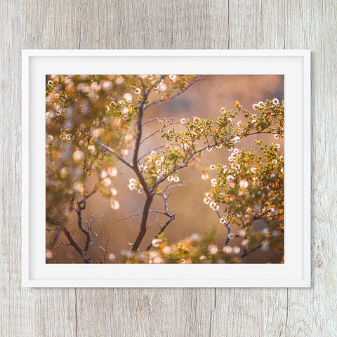 golden blooming desert flowers backlit at sunset