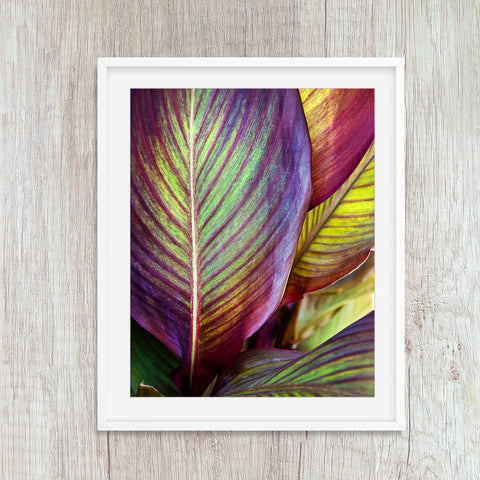 tropical leaf close up colorful abstract