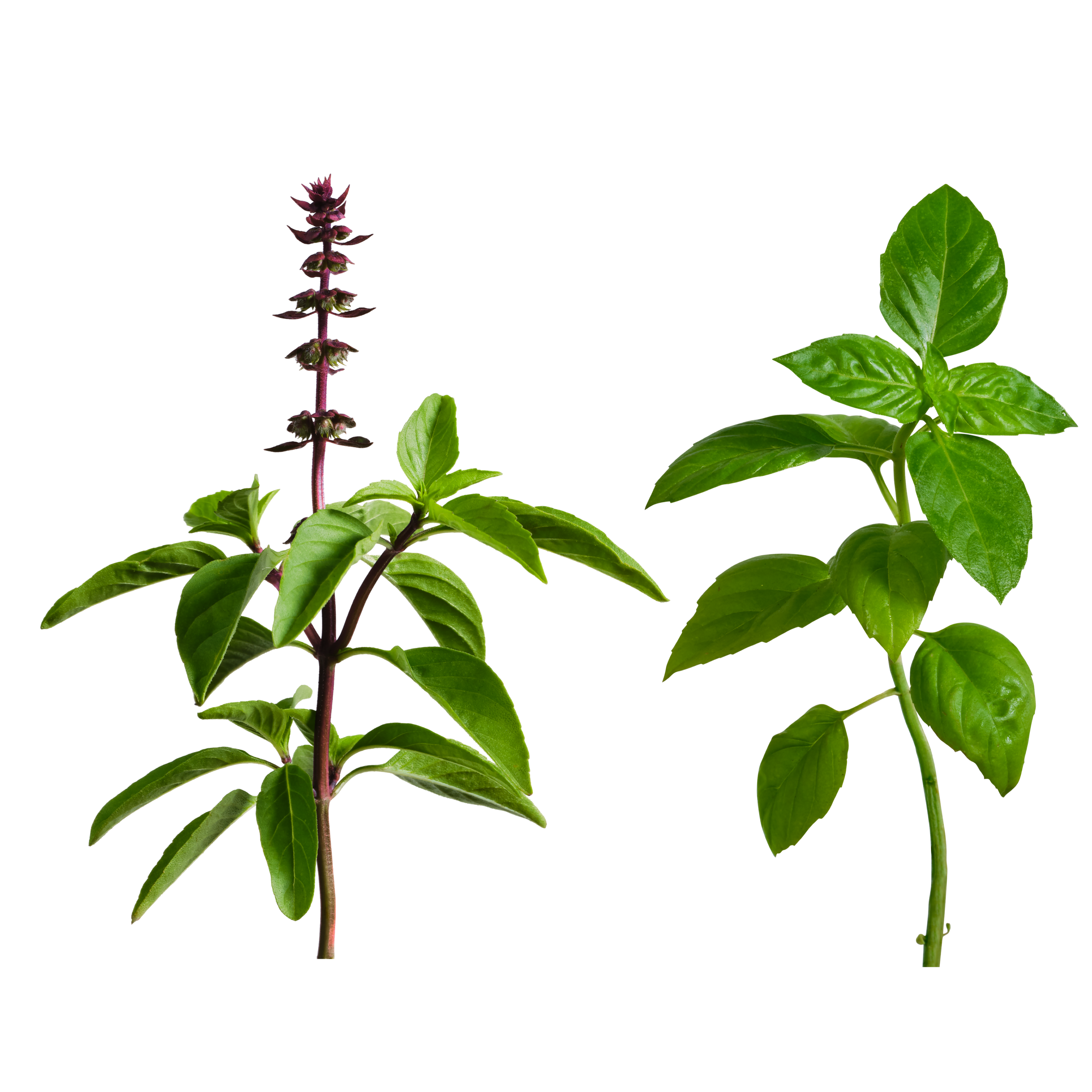 Lime / Thai Basil SeedPods