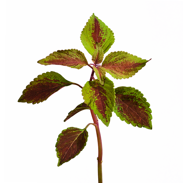 Painted Nettle SeedPods