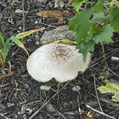 mushroom