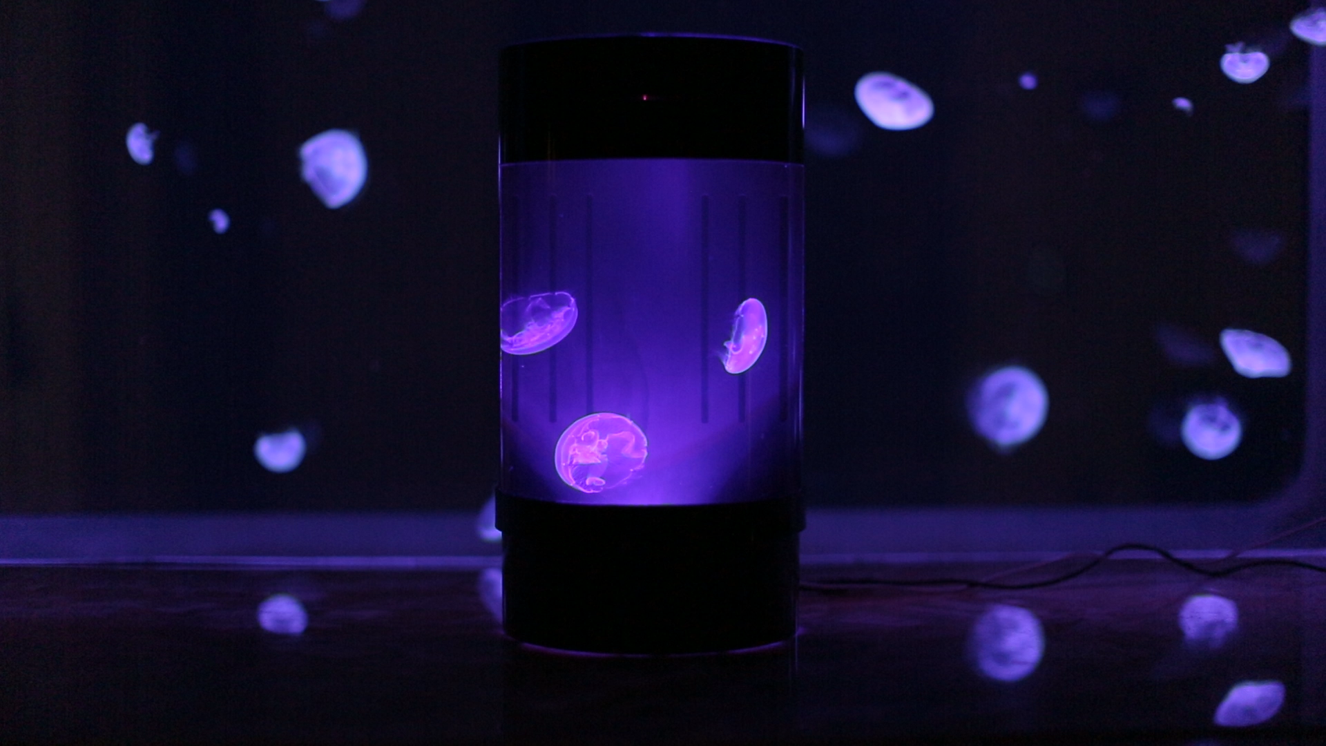 Jellyfish Tanks Live Pet Jellyfish For Sale Jellyfish Art