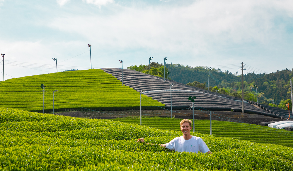 matcha harvest