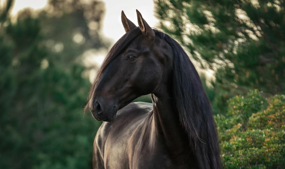 cheval noir robe