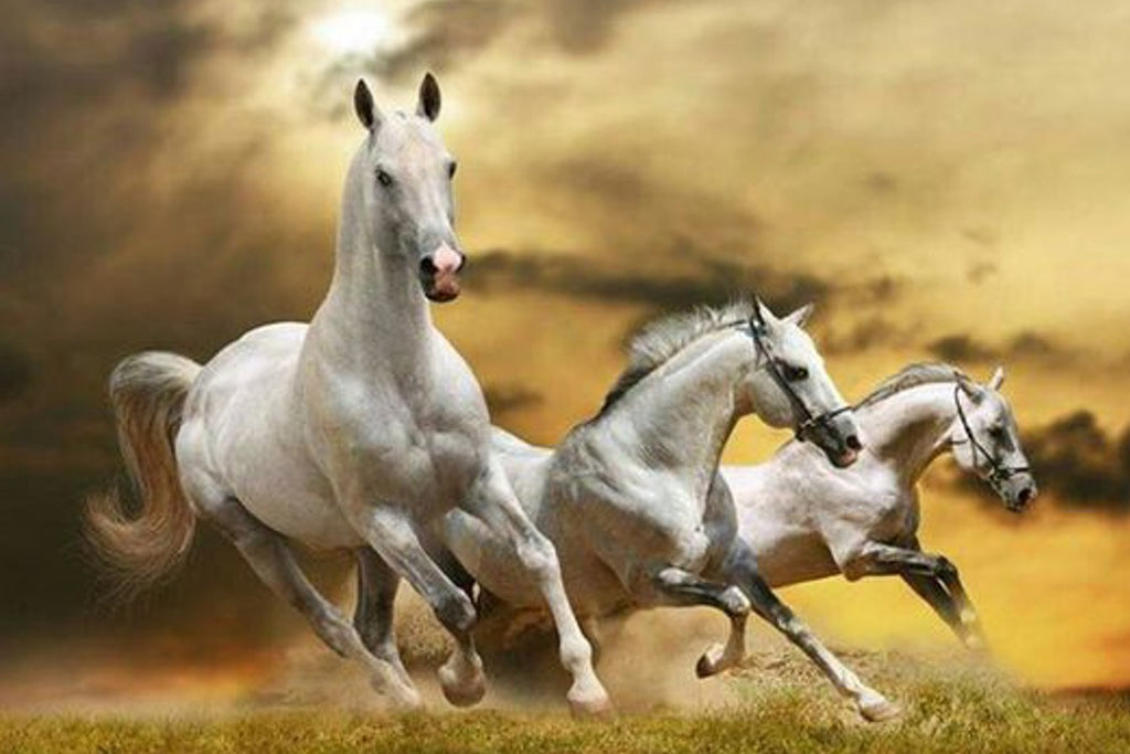 Affiche Poster Imprime Hd Chevaux Blancs Au Galop Fond De Ciel Or Chevaux Passion