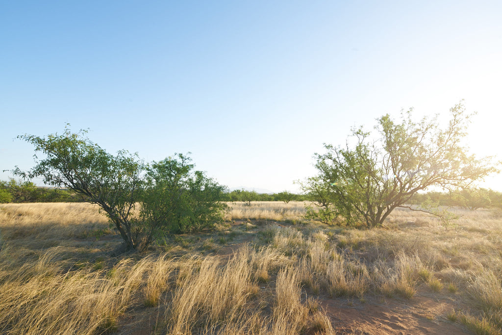 las-cienegas-conservation-area-arizona-grasslands