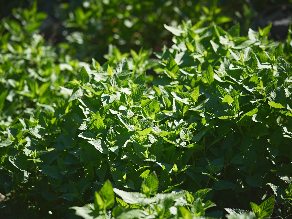 wild-mint-herbs-real-foods-market