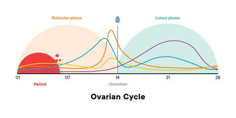 How to Sync Your Cycle: Perimenopause Edition – AmyMD - Life is short ...