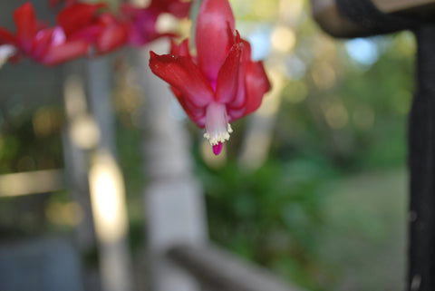 Christmas cactus in bloom