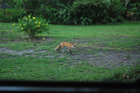 Red fox walking across yard Blue Morning Expressions