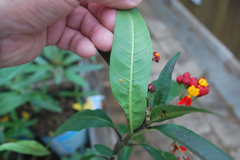 ladybug eggs