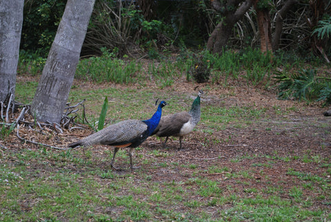 peacocks in the front yard