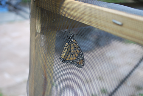 monarch butterfly in nursery