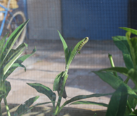 monarch caterpillars on milkweed