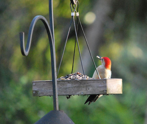 woodpecker in the yard of Blue Morning Expressions