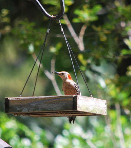 red-headed woodpecker Florida julielcleveland