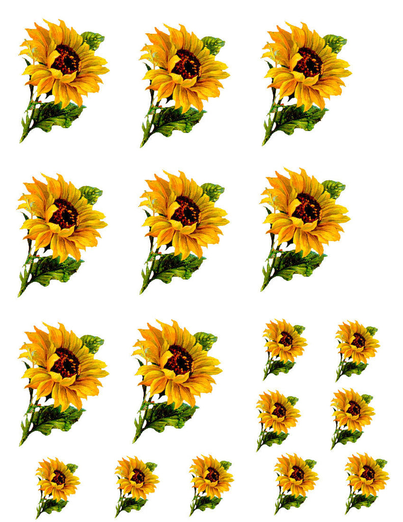 Free Free 131 Sunflower Waterslide Svg SVG PNG EPS DXF File