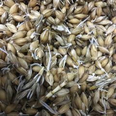 Sprouting Barley