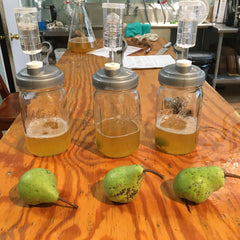 Culturing Yeast from Pears