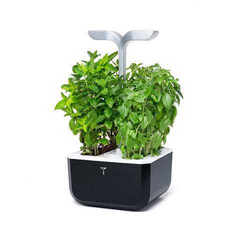 Potager de cuisine Smart Soft Black Véritable + 4 Lingots offerts.