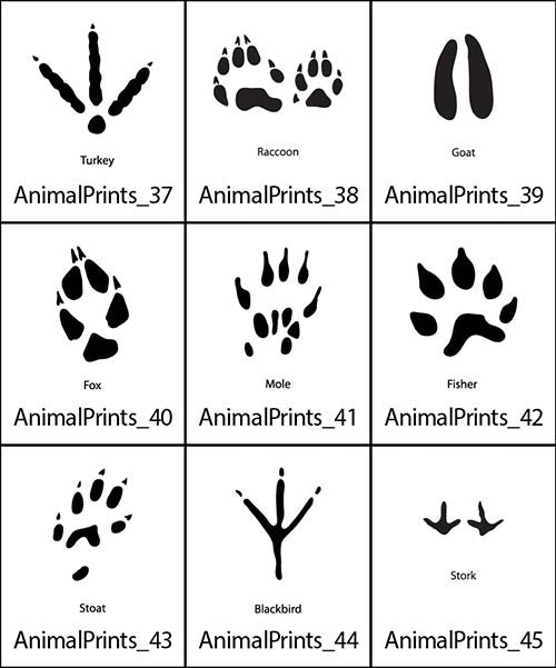 Animal Prints 5