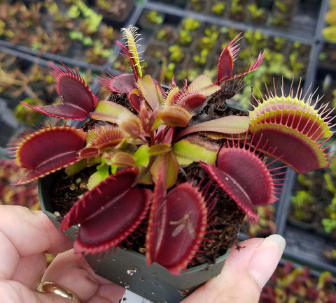 Venus Flytrap 'Red Dragon', live carnivorous plant, potted | Blue Ridge ...