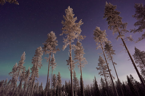 The Northern Lights is a must-see!