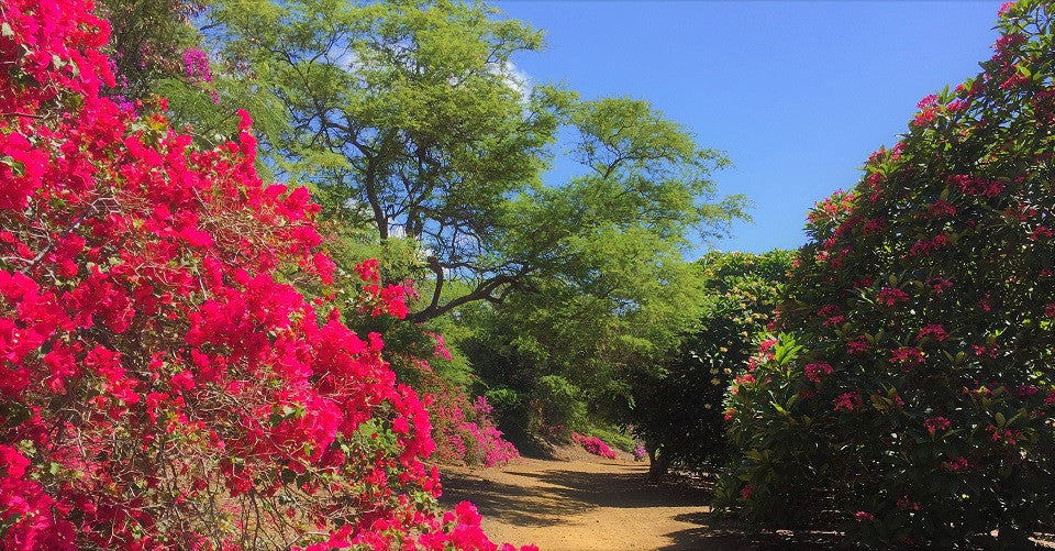 Koko Crater Botanical Garden Surround Yourself In Many Floras