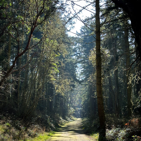 path through the trees